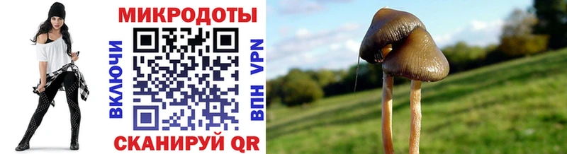 Псилоцибиновые грибы Psilocybe Можга
